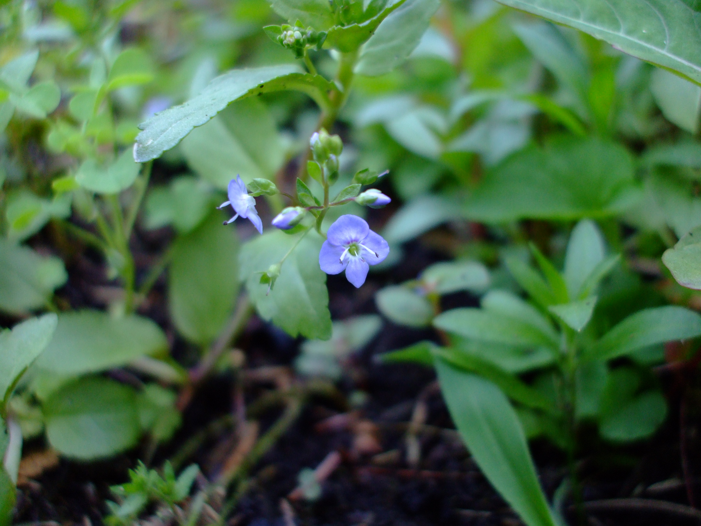 Veronica americana